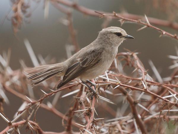 <h3><a href="/trips/tanzania/biota/animalia/chordata/aves/040 passeriformes/108 muscicapidae/bradornis microrhynchus/bradornis microrhynchus-nl.html">Bradornis&nbsp;microrhynchus</a> / African&nbsp;grey&nbsp;flycatcher / Streepkopvliegenvanger</h3>OM-1 Mark II met OLYMPUS M.150-400mm F4.5, 1/2000 sec  bij F4.5, ISO 1000, afstand 7.92&nbsp;m